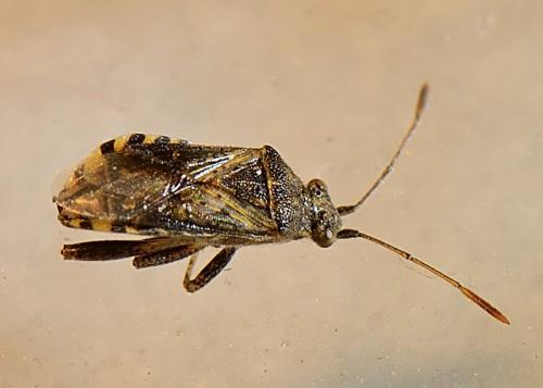 Stictopleurus punctatonervosus